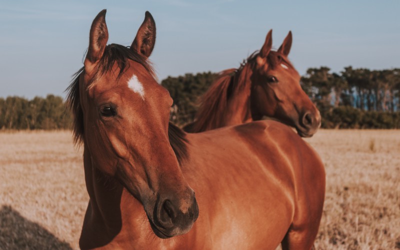 Scopri di più sull'articolo Equitazione, il Natural Horse Championship arriva a Savignano